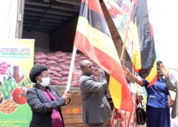 FINDING A LASTING SOLUTION TO HUNGER IN KARAMOJA THROUGH IMPROVED SEED VARIETIES