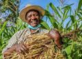 How Community Sensitization Led to Kihihi Farmers Transitioning from Tobacco to Alternative Crops