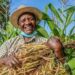 How Community Sensitization Led to Kihihi Farmers Transitioning from Tobacco to Alternative Crops