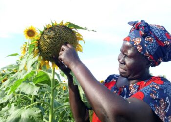Edible Oil production in Northern Uganda Boosting Livelihoods, Substituting Imports