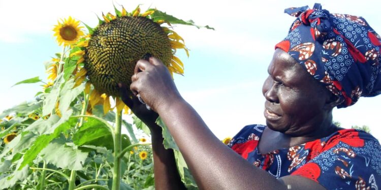 Edible Oil production in Northern Uganda Boosting Livelihoods, Substituting Imports